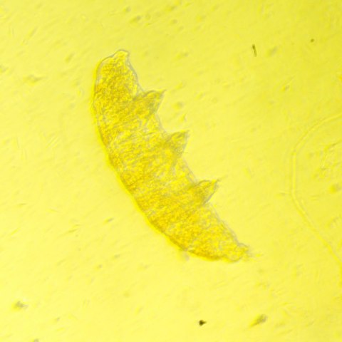 Odwrócony mikroskop biologiczny cyfrowy MAGUS Bio VD350 LCD