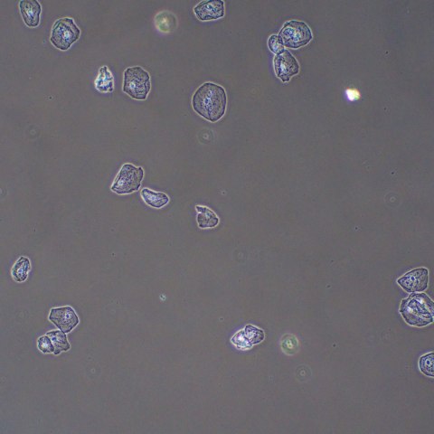 Urządzenie do kontrastowania fazowego preparatów MAGUS PH2