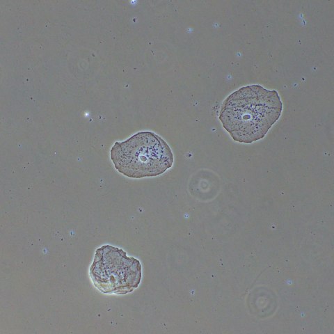 Urządzenie do kontrastowania fazowego preparatów MAGUS PH2