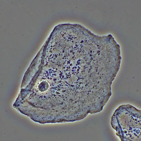 Urządzenie do kontrastowania fazowego preparatów MAGUS PH2